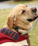 犬 服 「犬服・大型犬サイズ・乾きやすい」DO...の詳細画像1