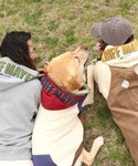 犬 服 「犬服・大型犬サイズ・乾きやすい」DO...の詳細画像3