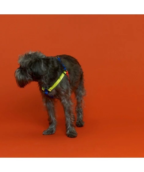 犬 ハーネス リード NEON COLORBLOCK HARNESS | WARE OF THE DOG | 08