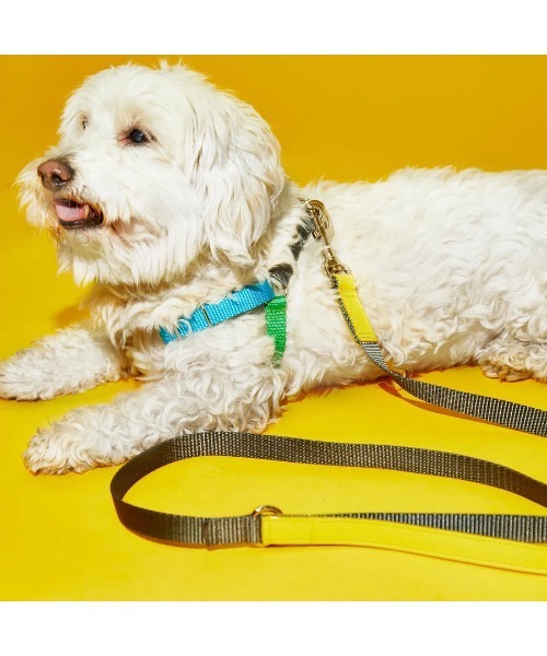 犬 ハーネス リード NEON COLORBLOCK HARNESS | WARE OF THE DOG | 04