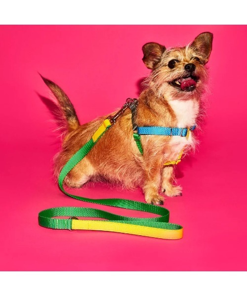 犬 ハーネス リード NEON COLORBLOCK HARNESS | WARE OF THE DOG | 05