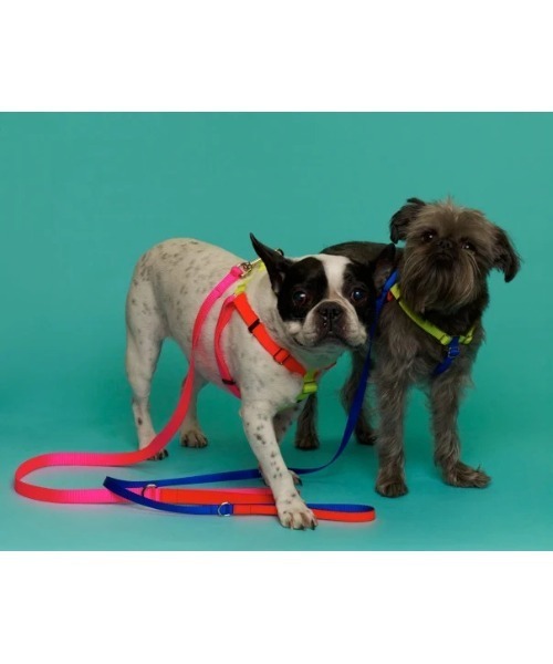 犬 ハーネス リード NEON COLORBLOCK HARNESS | WARE OF THE DOG | 10